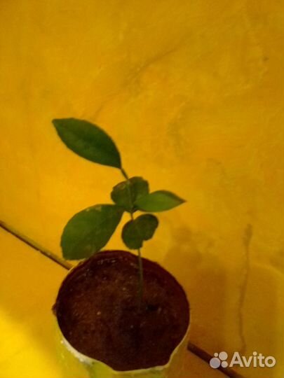 Очень вкусный и красивый Лимон