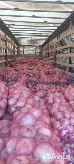 Лук Репчатый Доставка