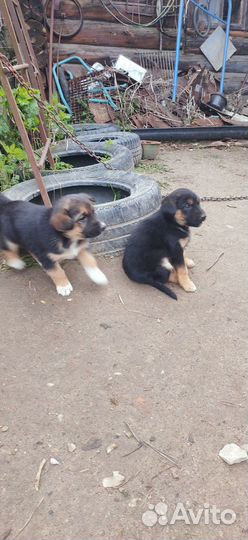 Щенки в добрые руки