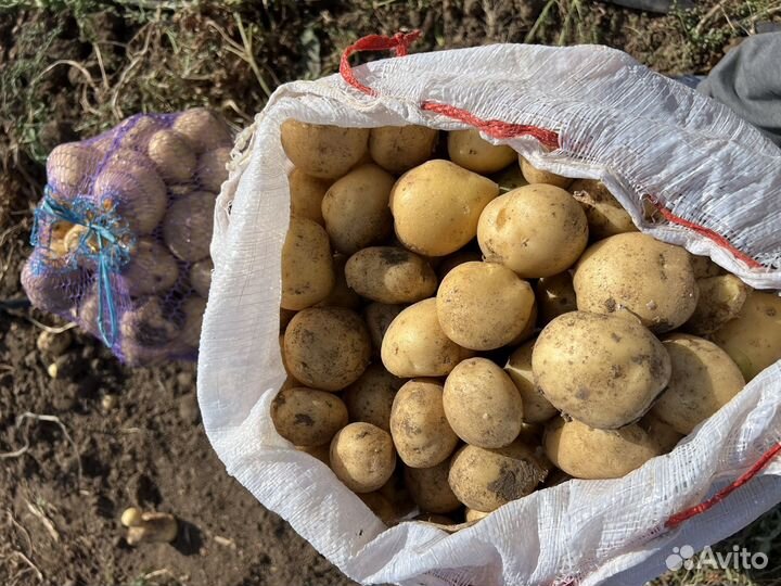 Семнной картофель ривьера