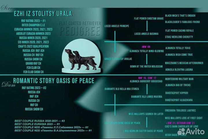 Щенки прямошерстного ретривера (флэт)