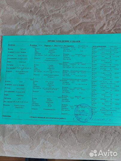 Щенки породы русская гончая