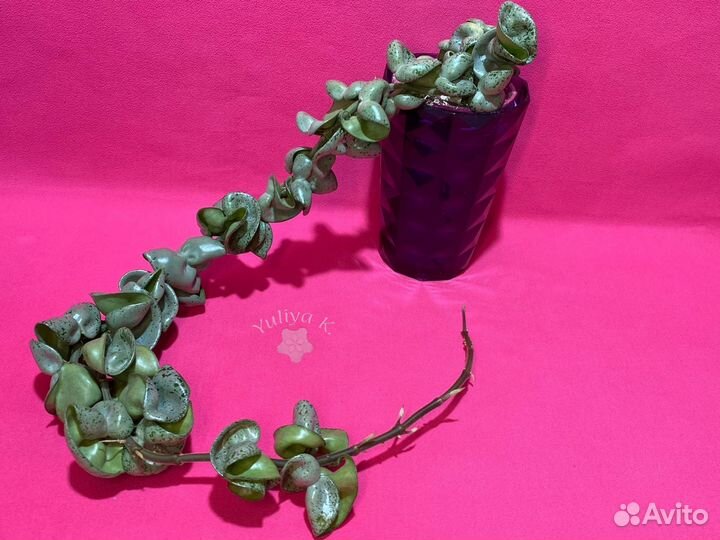 Hoya compacta 'Jodie's Silver'