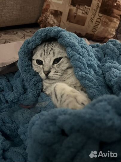 Шотландский вислоухий кот