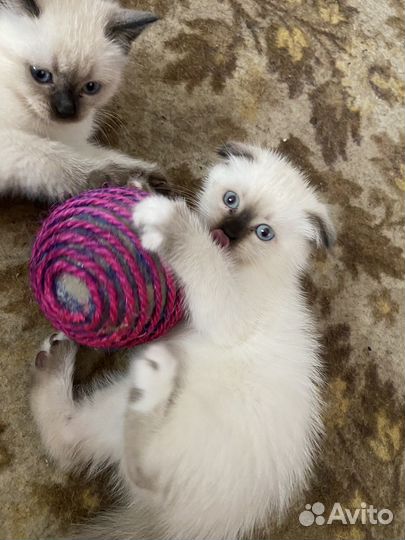 Британские котята