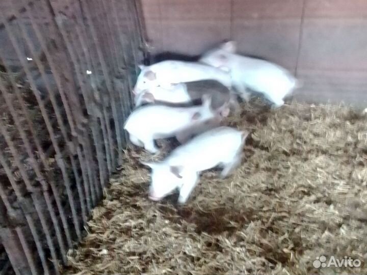 Продаются поросята возраст 1 месяц 6 кабанчиков