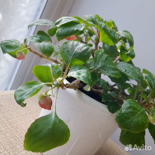 Бальзамин махровый коралловый