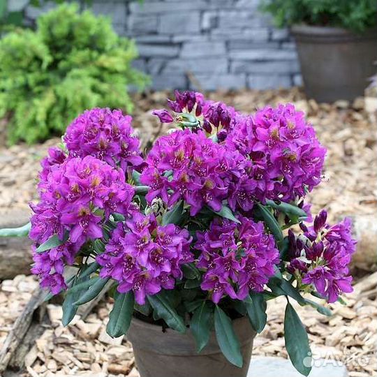 Бруннера,рододендрон,глициния,форзиция,эрика,ива и