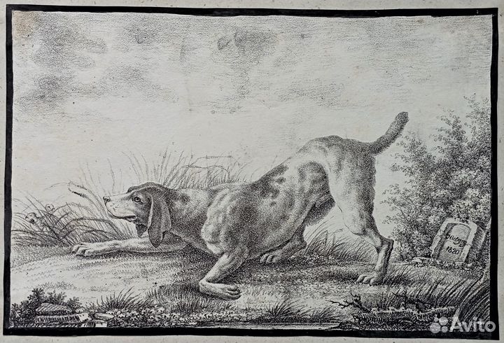 Гравюры и Литографии Подборка Животные Рыбы 18-19в