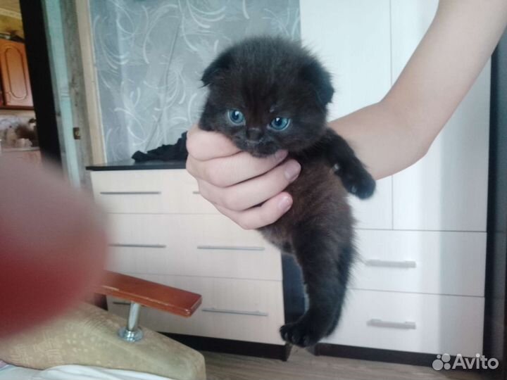 Отдам котят