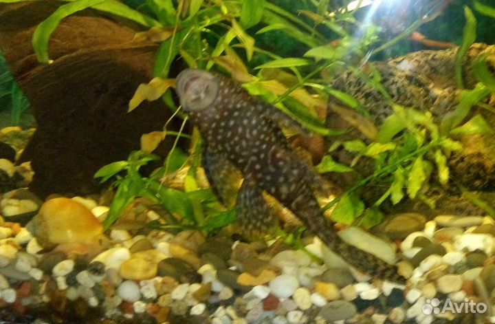 Сомики анциструсы, креветки, гуппи Эндлера