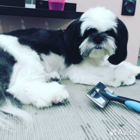 Груминг (выезд на дом)