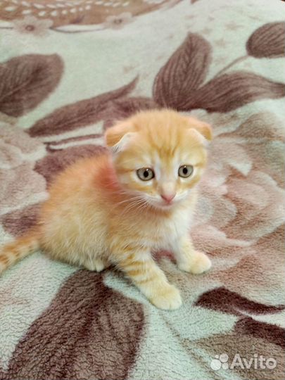 Шотландские котята