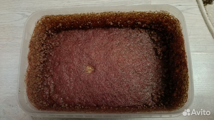 Трубочник изя