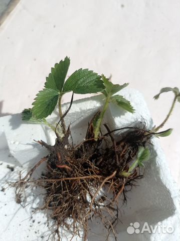 Клубника, земляника кустики, лук многолетний