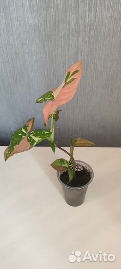 Сингониум ред спот триколор