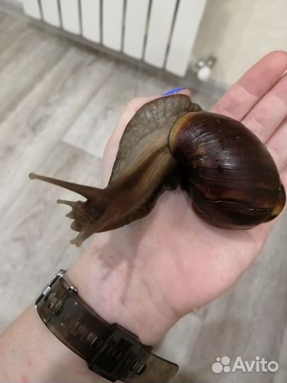 Улитки ахатины