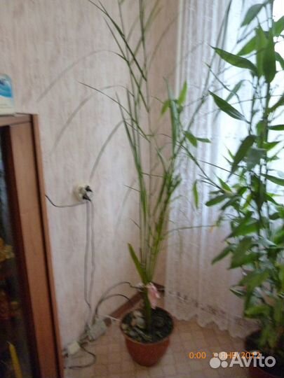 Домашние растения разные