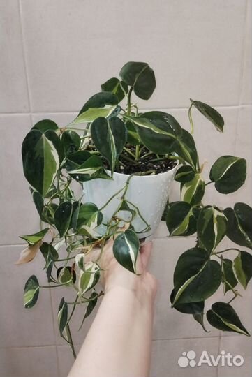 Филодендрон mediopicta tricolor