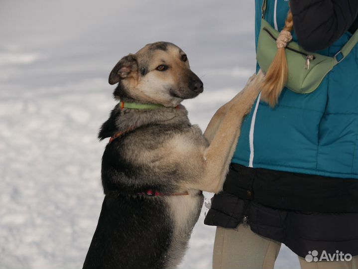 Собака в добрые руки