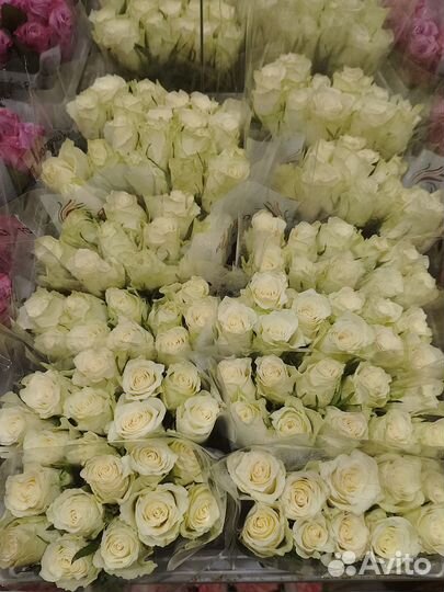 Роза Кения, букеты