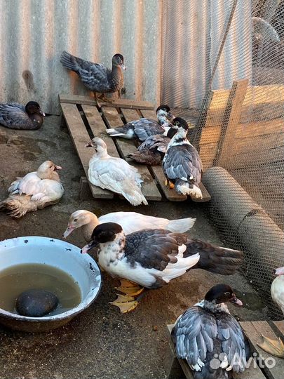 Мускусные ути