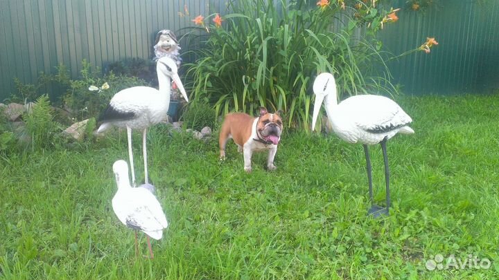 Передержка, домашняя зоогостиница