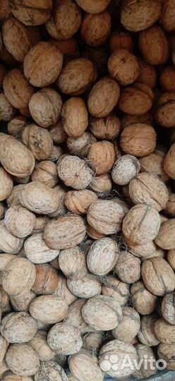 Орех грецкий