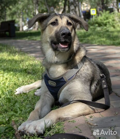 Умнейший щенок метис овчарки Джек в добрые руки