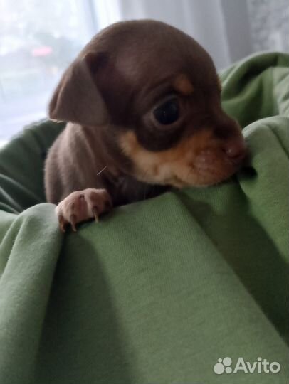 Продам щенков той терьер