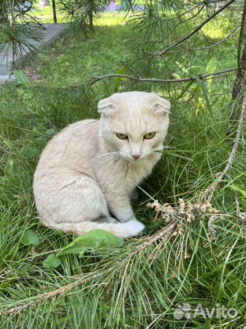 Кот помесь шотландского вислоухого 11 месяцев