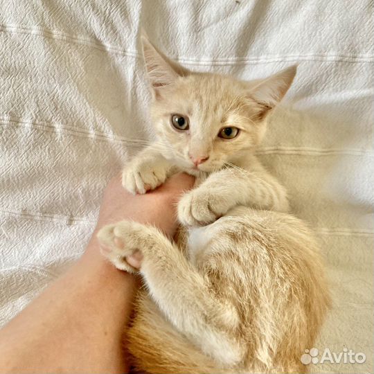 Котенок рыжий