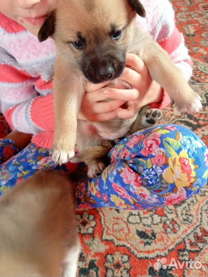 Мать лайка отец поддец