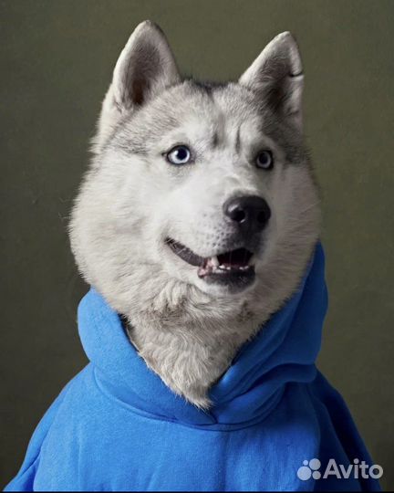 Собака в добрые руки отдам бесплатно