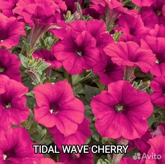 Петуния ампельная тайдал 4 цвета