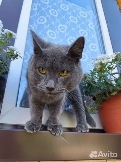 Русский голубой котик Тёма