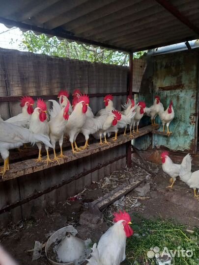 Петушки молодые яичной породы