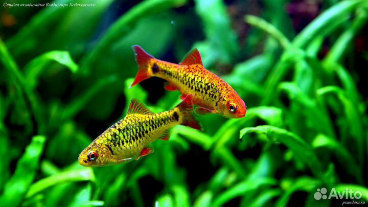 Аквариумные рыбки