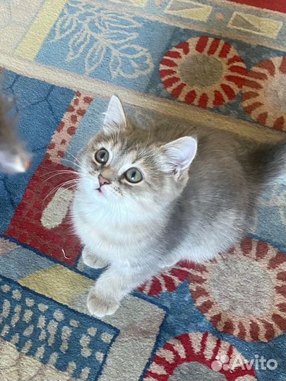 Британские котята