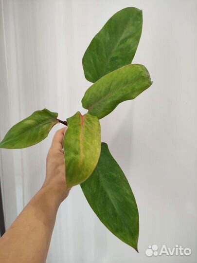 Филодендроны