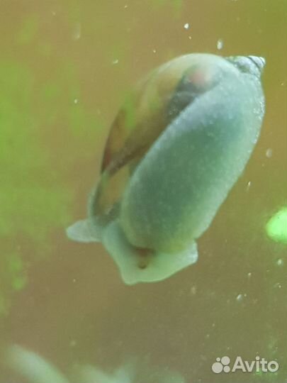 Улитка Покемон