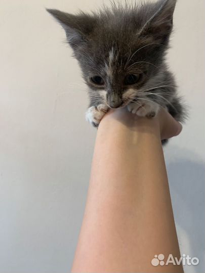 Кошечка в добрые руки