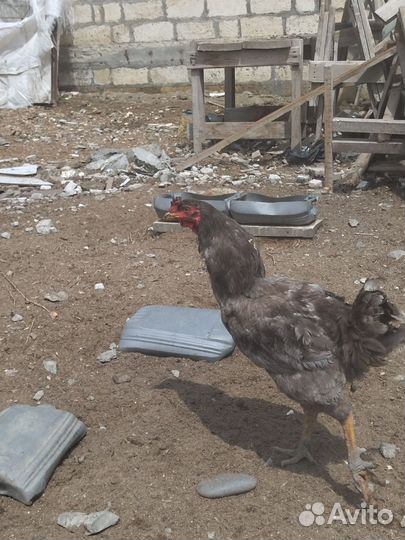 Молодые петухи