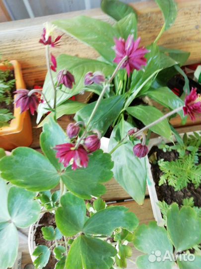 Аквилегия, многолетний цветок