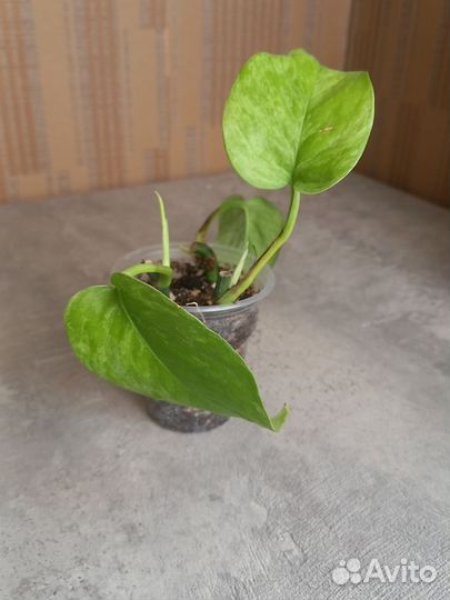 Эпипремнум марбл-квин