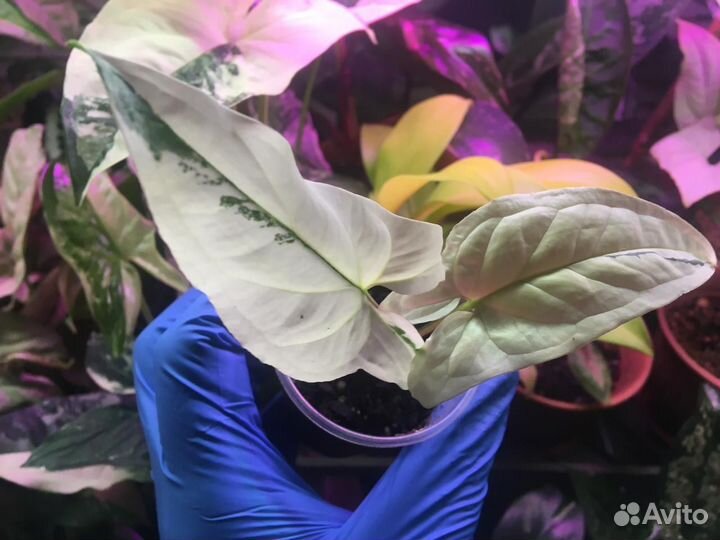 Сингониум Империал Вайт