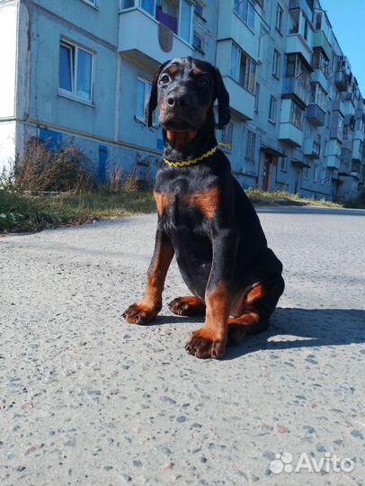 Доберманчики