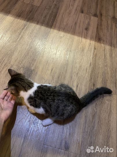 Отдам в добрые руки котят