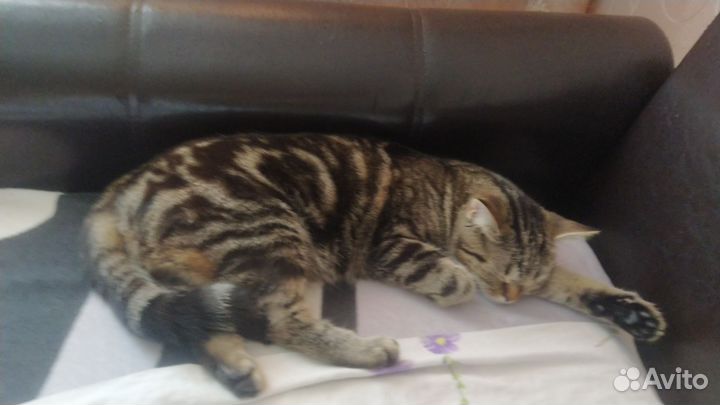 Кошка бесплатно