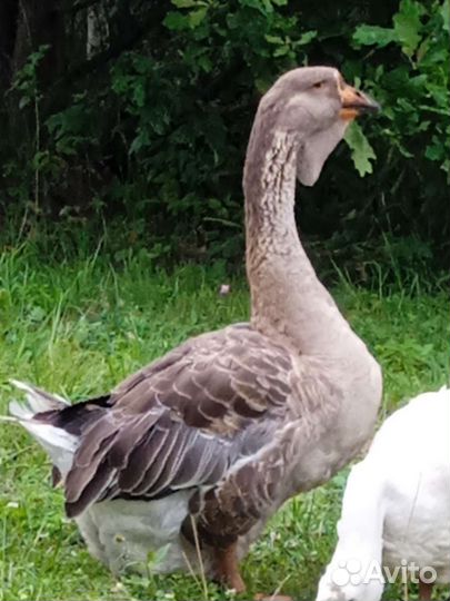 Холмогорские гуси